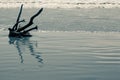 Drift wood on the beach in northern Italy Royalty Free Stock Photo