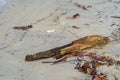 Drift Wood on the beach with plastics. Environment pollution Royalty Free Stock Photo