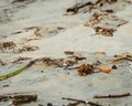 Drift Wood on the beach with plastics. Environment pollution Royalty Free Stock Photo