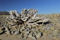 Drift wood beach and sky Royalty Free Stock Photo