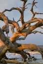 Drift wood at the ocean beach.