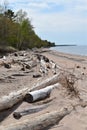 Drift wood on shore of Lake Superior, Michigan Royalty Free Stock Photo