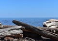 Drift wood on the shore of Lake Superior Royalty Free Stock Photo