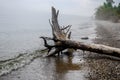 Drift Wood Tree on the foggy Lake Michigan Shore Royalty Free Stock Photo