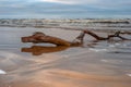 Drifted to the beach after a severe storm. Beautiful romantic photo. Can be used as background