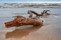 Drifted to the beach after a severe storm. Beautiful romantic photo. Can be used as background