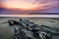 Drifted Wood at Sandy Beach