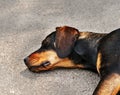 Drifter yellow and black dog sleeping on asphalt