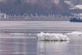 Drifting iceberg floes float on the water. Breaking of the ice on the river in the spring