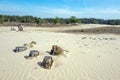 Drifting sand in nature reserve Mosselse zand.