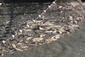 Driftnet full with fish