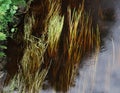 Driftweed through flowing water Royalty Free Stock Photo