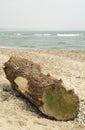 driftwood Royalty Free Stock Photo