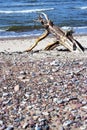 Driftwood Royalty Free Stock Photo