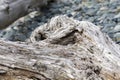Driftwood Abstract Texture Background Close Up Royalty Free Stock Photo