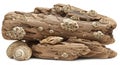Driftwood adorned with clusters of barnacles (Cirripedia) is displayed against a plain Royalty Free Stock Photo