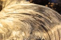 Driftwood - Background of a detailed close up of an aged tree burl with a defined texture. Royalty Free Stock Photo