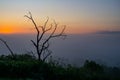 Driftwood on the background of a foggy dawn