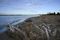 Driftwood on the banks of the Waimakariri River at Dawn