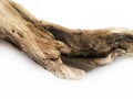 Driftwood bark close up isolated on white Royalty Free Stock Photo