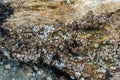 Driftwood Barnacles Macro Royalty Free Stock Photo