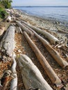 Driftwood On the Beach