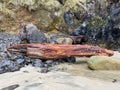 Driftwood on Rocky Beach Royalty Free Stock Photo
