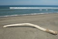 Driftwood on the Beach Royalty Free Stock Photo