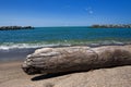 Driftwood on beach