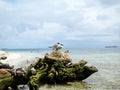 Driftwood on Beach with Birds - Cayes in Belize Royalty Free Stock Photo