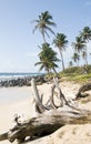 Driftwood beach Corn Island Nicar Royalty Free Stock Photo