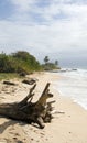 Driftwood beach Corn Island Nicar Royalty Free Stock Photo