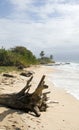 Driftwood beach Corn Island Nicar