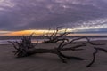 Driftwood Beach at Dawn - Jekyll Island, Georgia