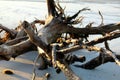 Driftwood on the beach in Florida