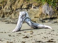 Driftwood on the beach, Goat Island, New Zealand