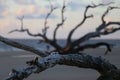 Driftwood Beach, Jekyll Island, GA Royalty Free Stock Photo