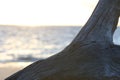 Driftwood Beach, Jekyll Island, GA Royalty Free Stock Photo