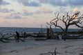 Driftwood Beach, Jekyll Island, GA Royalty Free Stock Photo