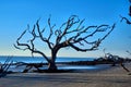 Driftwood Beach Jekyll Island, Georgia Royalty Free Stock Photo