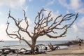 Driftwood Beach, Jekyll Island Georgia