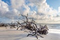 Driftwood Beach, Jekyll Island Georgia Royalty Free Stock Photo