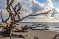 Driftwood Beach, Jekyll Island Georgia