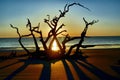 Driftwood Beach Jekyll Island, Georgia at Sunrise Royalty Free Stock Photo