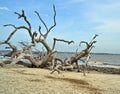 Driftwood Beach Jekyll island, Georgia USA Royalty Free Stock Photo