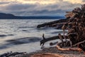 Driftwood beach and ocean at sunset Royalty Free Stock Photo