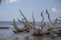 Driftwood Beach ocean view of large driftwood, rolling waves, blue skies, and white wispy clouds. Royalty Free Stock Photo