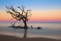 Dead oak tree in Atlantic Ocean off Driftwood Beach Royalty Free Stock Photo