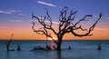 Driftwood Beach on Jekyll Island Royalty Free Stock Photo