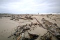 Driftwood at a beach in Oregon